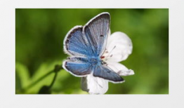 蝴蝶视频,探寻自然之美与生命奇迹